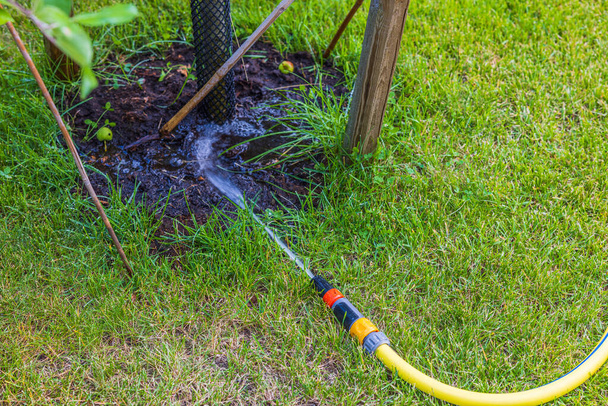 Close up view of irrigation hose on green grass lawn watering apple tree.  - Foto, Bild