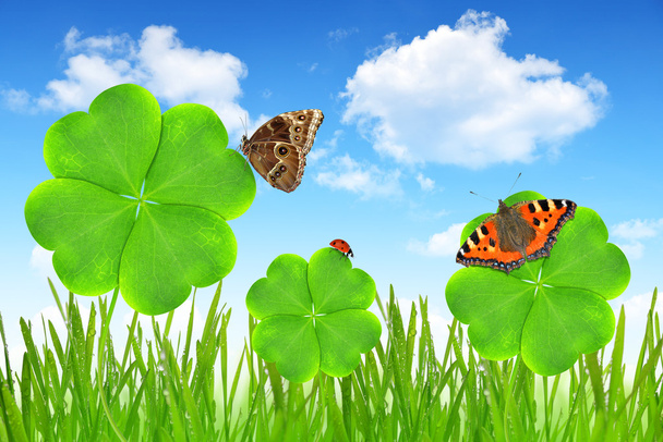 clover leaf and butterflies - Photo, Image