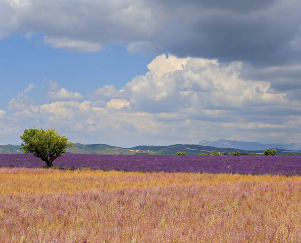 France, landscape of Provence: lavender and clary sage fields, plateau Valensole, focus selective - Photo, Image