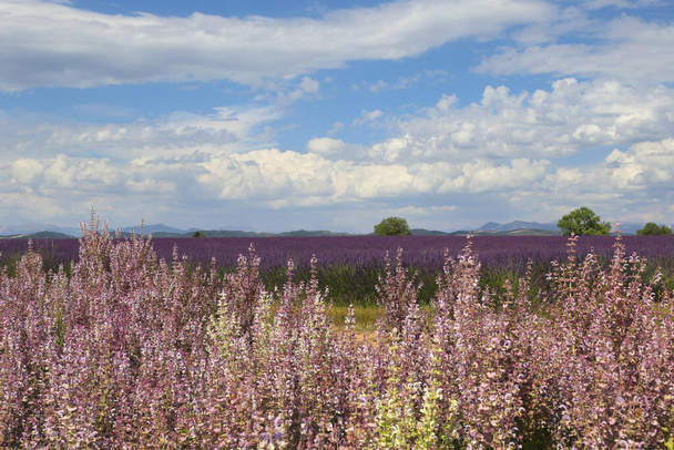 France, landscape of Provence: lavender and clary sage fields, plateau Valensole, focus selective - 写真・画像
