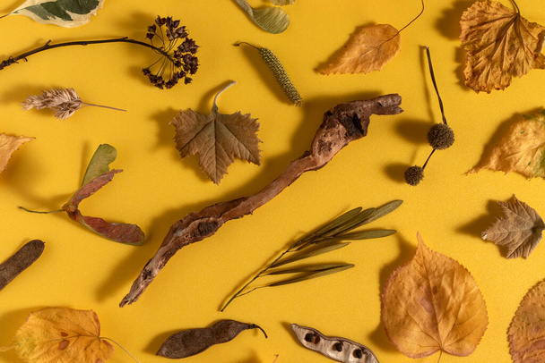 Autumn dry leaves and seeds background. Flat lay, minimalist style. - Fotoğraf, Görsel
