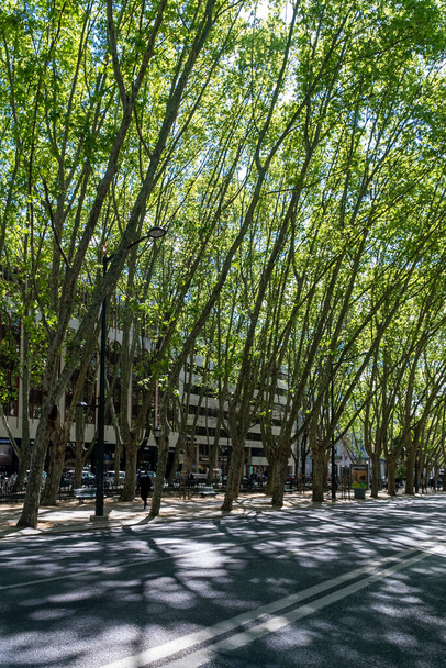 Liberty avenue with green path. Lisboa, Portugal.  - Zdjęcie, obraz