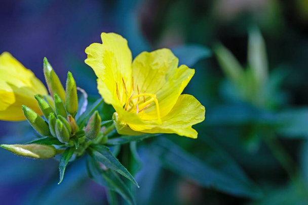Flower of a narrowleaf evening primrose, Oenothera fruticosa - Photo, Image