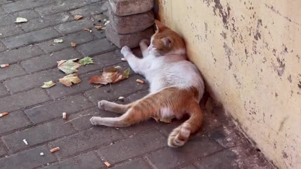 Street cat laying down outside - 映像、動画