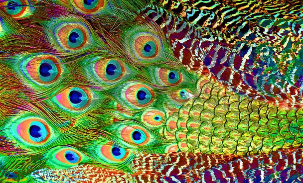 Peacock veren teken illustratie pop-art achtergrond pictogram met kleur vlekken - Foto, afbeelding