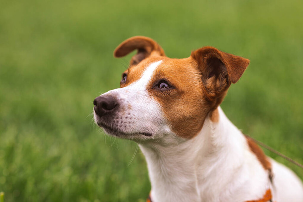 Close-up portrait of trained adorable purebred Jack Russel Terrier dog outdoors in the nature on green grass meadow,  summer day discover the world looking aside stick out, smiling waiting for command - 写真・画像