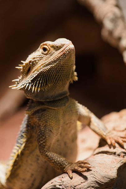 Bearded dragon -Bartagame - in terrarium proudly holds head upwards - Фото, зображення