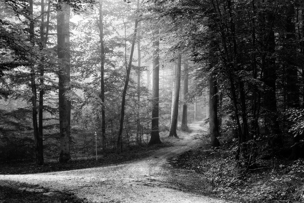 Steigerwald orman - Fotoğraf, Görsel