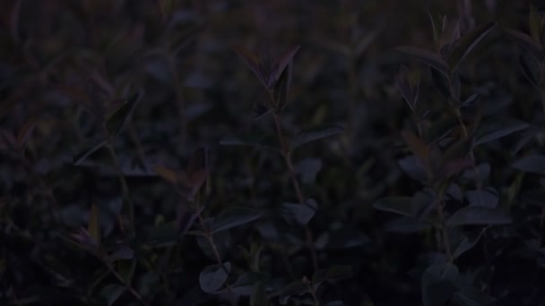 Tokyo Plant bladeren Nachtzicht Cinematic video 2022 - Video