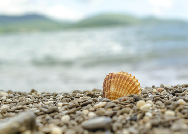 Shell en la playa tropical
 - Foto, imagen