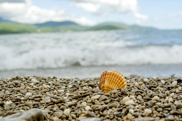 Shell sulla spiaggia tropicale
 - Foto, immagini