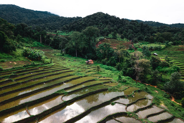 Рисовые поля вне сезона выращивания, в Азии - Фото, изображение