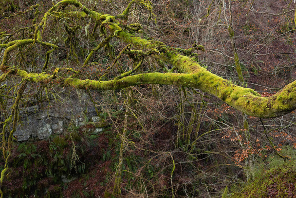 Green moss covering branches in a forest - Фото, изображение