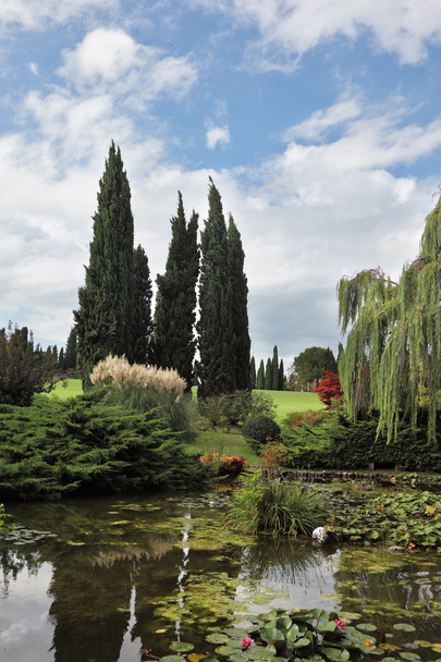 Shallow pond, cypress and lily - Zdjęcie, obraz