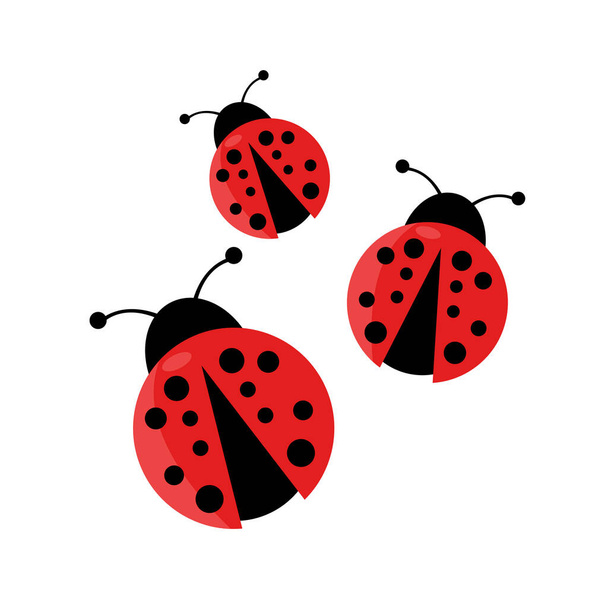 Ladybug vector illustration on white - Vector, Imagen