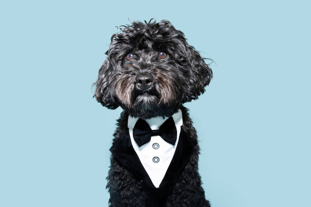 Portrait cute black poodle celebrating mother's day, father's day or anniversary wearing a tuxedo clothing. Isolated on blue pastel background - Fotografie, Obrázek