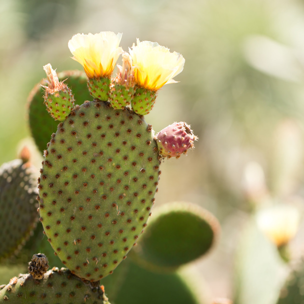 Beautiful flowering cactus - Foto, Bild