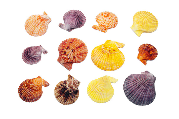 Conjunto de conchas marinas
. - Foto, Imagen