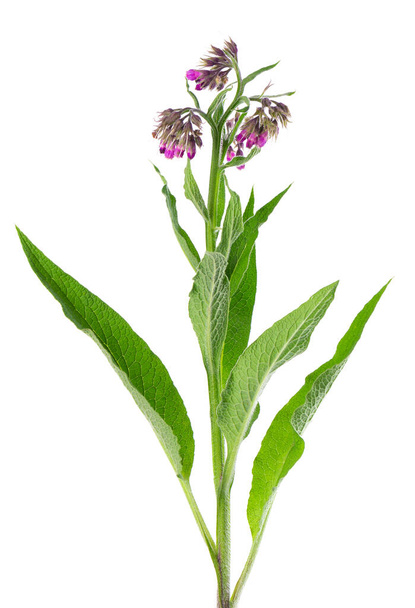 Comfrey bush with flowers, isolated on white background. Symphytum officinale plant. Herbal medicine. Clipping path - Photo, Image