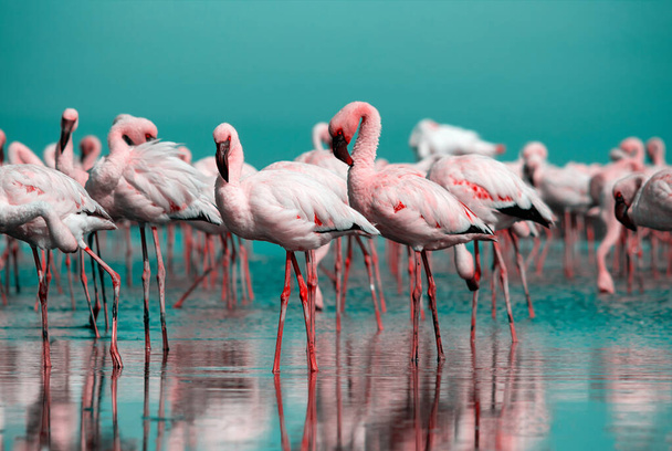 La vida salvaje africana. Manada de flamencos africanos rosados caminando alrededor de la laguna azul en el fondo del cielo brillante - Foto, imagen
