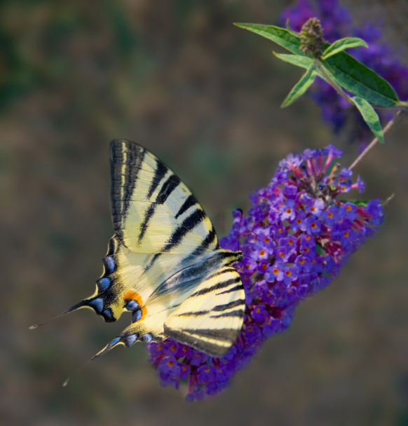 Летняя желтая бабочка на голубых цветах
 - Фото, изображение