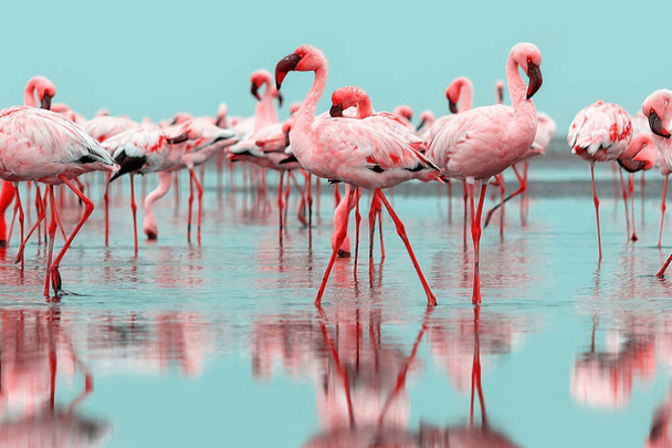 Wild Afrikaans leven. kudde roze Afrikaanse flamingo 's die rond de blauwe lagune lopen op de achtergrond van een heldere hemel - Foto, afbeelding