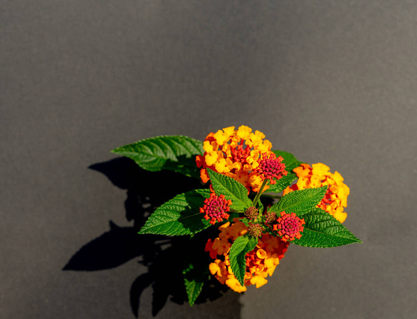Рослина вебена з квітами в різних фазах росту червонуватого помаранчевого кольору з зеленим листям
 - Фото, зображення