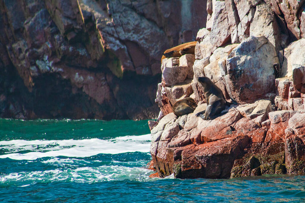 Θαλάσσια λιοντάρια στο βράχο, Ballestas νησιά, Περού - Φωτογραφία, εικόνα