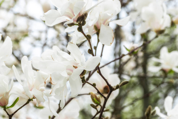 White magnolia flowers on tree on sky background. - 写真・画像