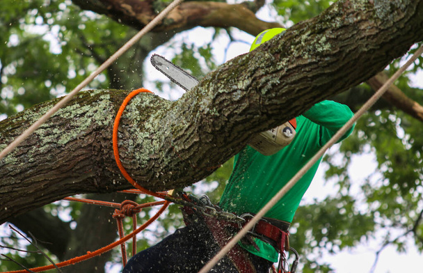 Un hombre está atado en un árbol cortando ramas con una pequeña motosierra para remover el árbol completamente.  - Foto, Imagen