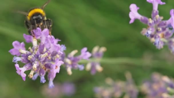 Bumblebee kerää siitepölyä laventelista. Laadukas 4k kuvamateriaalia - Materiaali, video