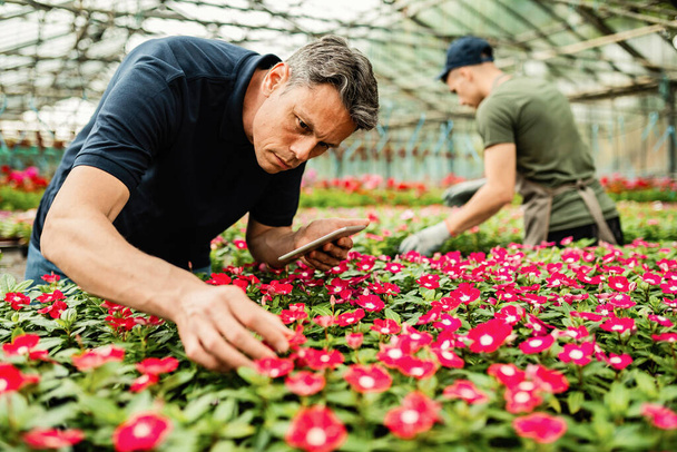 Чоловічий флорист використовує цифровий планшет під час догляду за квітами та роботи в розплідниках рослин
. - Фото, зображення