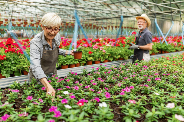 Senior female florist and her coworker taking care of plants in a greenhouse.  - Photo, Image