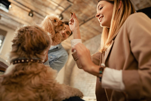 Níže pohled na podnikatelka baví se svým psem při výuce ho triky v kanceláři.  - Fotografie, Obrázek