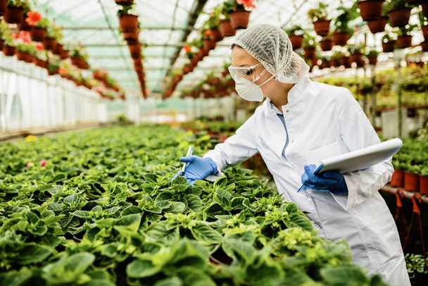 Agricultural engineer doing quality control inspection of flowers in a plant nursery.  - Valokuva, kuva