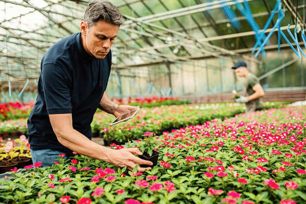Mid adult man checking growth of potted flowers and using digital tablet while working in a greenhouse.  - Photo, Image