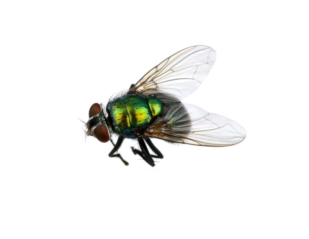 mosca verde
 - Foto, Imagen