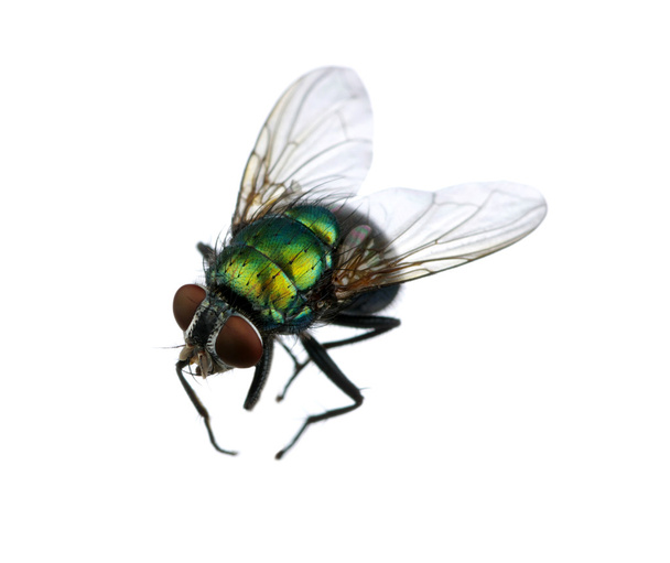 grüne Fliege - Foto, Bild