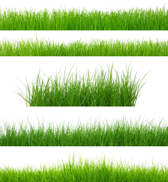 conjunto de grama verde
  - Foto, Imagem