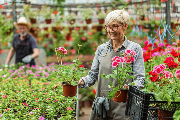 Happy mature woman enjoying while working with flowers in a garden center.  - 写真・画像