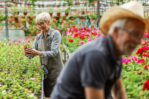 Happy senior woman taking care of flowers while working in plant nursery.  - Photo, Image