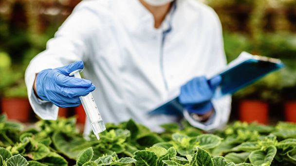 Close up of botanist injecting nutritional fertilizer while working in plant nursery.  - Foto, afbeelding