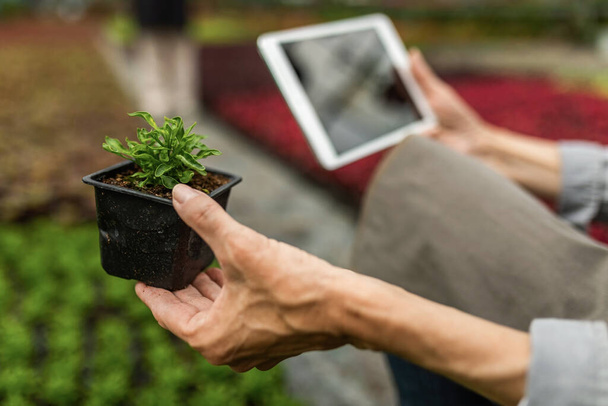 Close up of woman examining plant growth and using touchpad while working in plant nursery.  - Fotó, kép