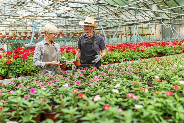 Senior gardeners taking care of potted plants while working in flower plant nursery. - Photo, Image