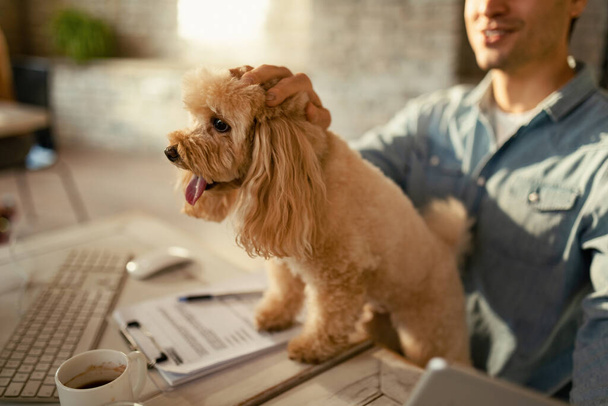 Неузнаваемый фрилансер обнимает свою собаку во время работы в офисе.  - Фото, изображение