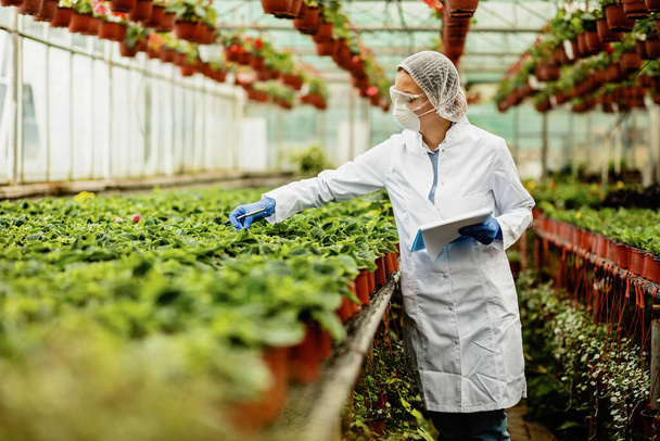 Scientist examining growth of potted flowers during quality control inspection in plant nursery. - 写真・画像