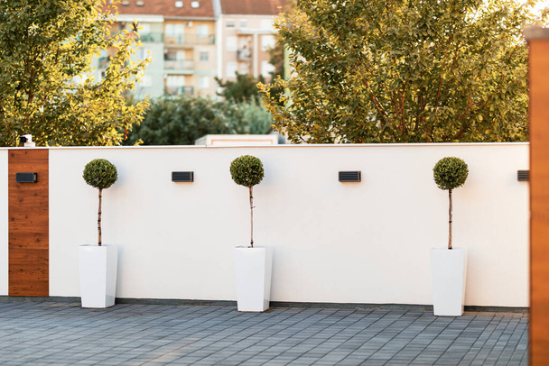 Topiary trees in white pots against the wall.  - Foto, Imagen