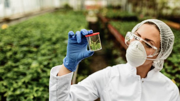 Agricultural engineer analyzing plant sample while doing quality control inspection in a plant nursery.  - Photo, image