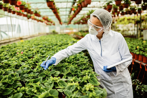 Agricultural engineer inspecting growth of potted flowers in a plant nursery.  - Foto, imagen