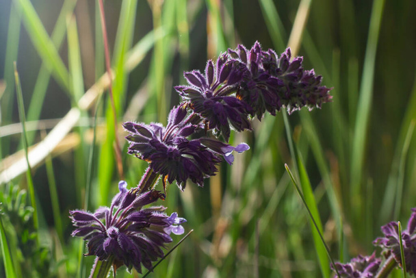 Salvia verticillata - фіолетові квіти в лікувальному і трав'яному саду. Вирощування власних овочів і трав є хорошим способом підтримки оточуючого і вашого харчування
. - Фото, зображення